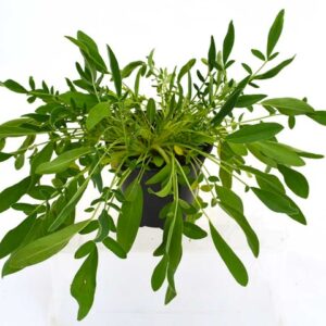 Planta de Vulneraria | Anthyllis vulneraria