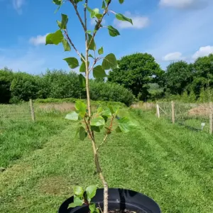 Planta de Álamo negro | Populus nigra