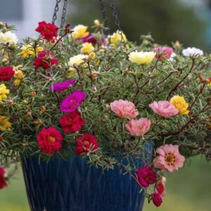 Planta de Verdolaga | Portulaca oleracea