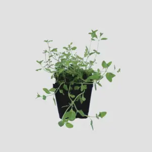 Planta de Zahareña | Sideritis angustifolia