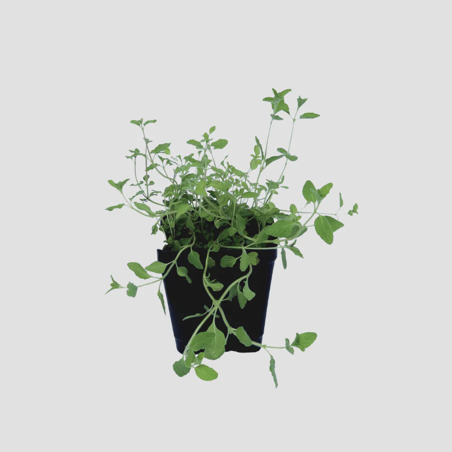 Planta de Zahareña | Sideritis angustifolia