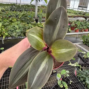 Planta de Zahareña | Sideritis hirsuta