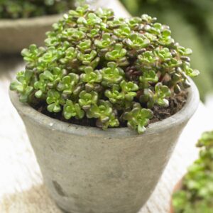 Planta de Uña de gato | Sedum oreganum