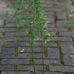 Planta de Unciana | Dorycnium rectum