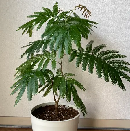 Planta de Acacia de constantinopla | Albizia julibrissin rosea