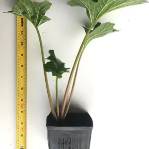 Planta de Acanto | Acanthus mollis