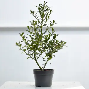 Planta de Acebo | Ilex aquifolium