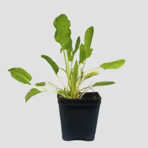 Planta de Acedera | Rumex acetosa