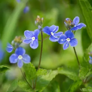 Planta de Veronica | Veronica chamaedrys
