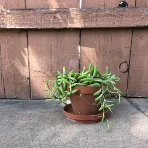 Planta de Verdolada marina | Halimione portulacoides