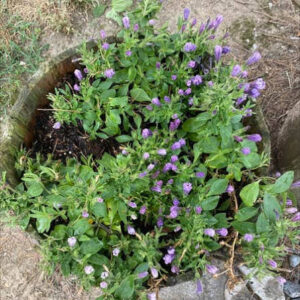 Planta de Vivorera | Echium plantagineum