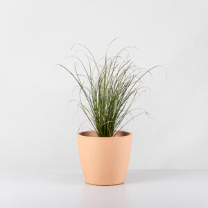 Planta de Yerba cipresillo | Carex acutiformis