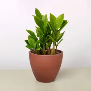 Planta de Zumaque | Rhus coriaria