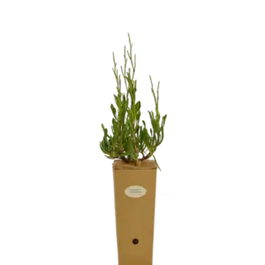 Planta de Verdolaga seca | Limoniastrum monopetalum