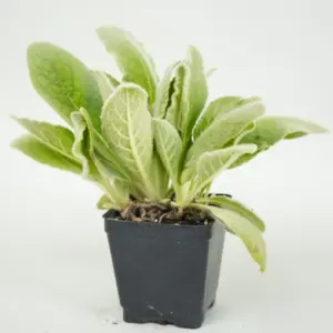 Planta de Verbasco | Verbascum thapsus