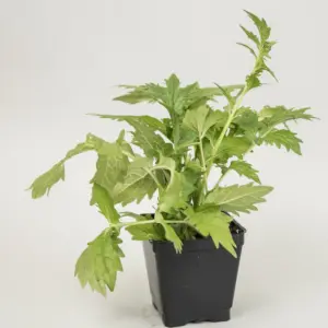 Planta de Valeriana | Valeriana officinalis