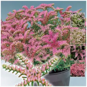 Planta de Uña de gato | Sedum pulchellum