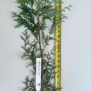 Planta de Tuya | Thuja plicata