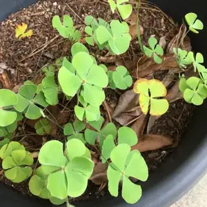 Planta de Trébol | Trifolium hirtum