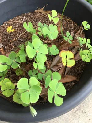 Planta de Trébol | Trifolium hirtum