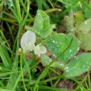 Planta de Trebol subterraneo | Trifolium subterraneum