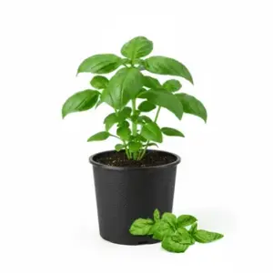 Planta de pequeña | Albahaca de hoja