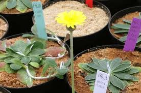 Planta de Vellosilla | Hieracium pilosella