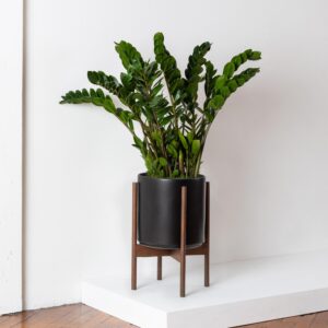 Planta de Zagate de cresta | Koeleria pyramidata