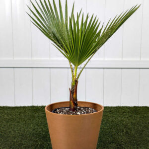 Planta de Abanico del desierto | Washingtonia filifera