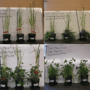 Planta de Veza | Vicia villosa