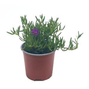 Planta de Uñas de gato | Sedum sediforme