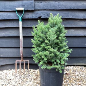 Planta de Abeto | Abies alba