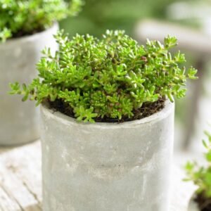 Planta de Uña de lagarto, uña de gato | Sedum album