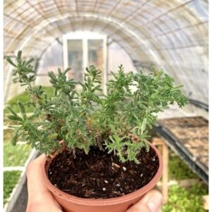 Planta de Abrotano hembra | Santolina rosmarinifolia