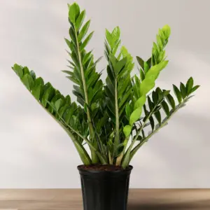 Planta de Zarzaparrilla | Smilax aspera