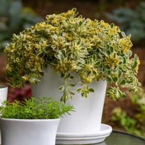 Planta de Uña de gato de roca | Sedum caespitosum