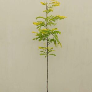 Planta de Acacia de tres puas | Gleditsia triacanthos