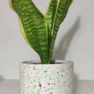 Planta de argaña, brezo | Erica cinerea carpaza