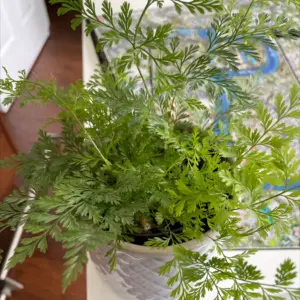 Planta de Zanahoria silvestre | Daucus carota