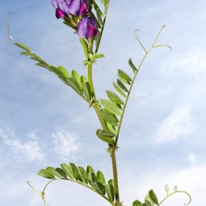 Planta de Veza | Vicia sativa