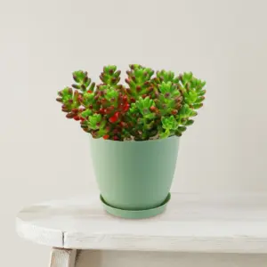 Planta de Uña de gato | Sedum gypsicola