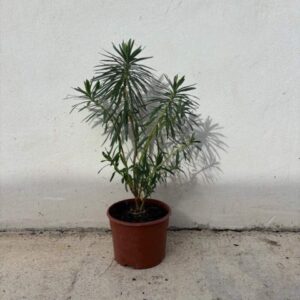 Planta de Tártago | Euphorbia lathyris