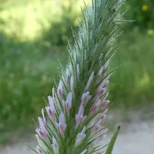 Planta de Trébol | Trifolium angustifolium
