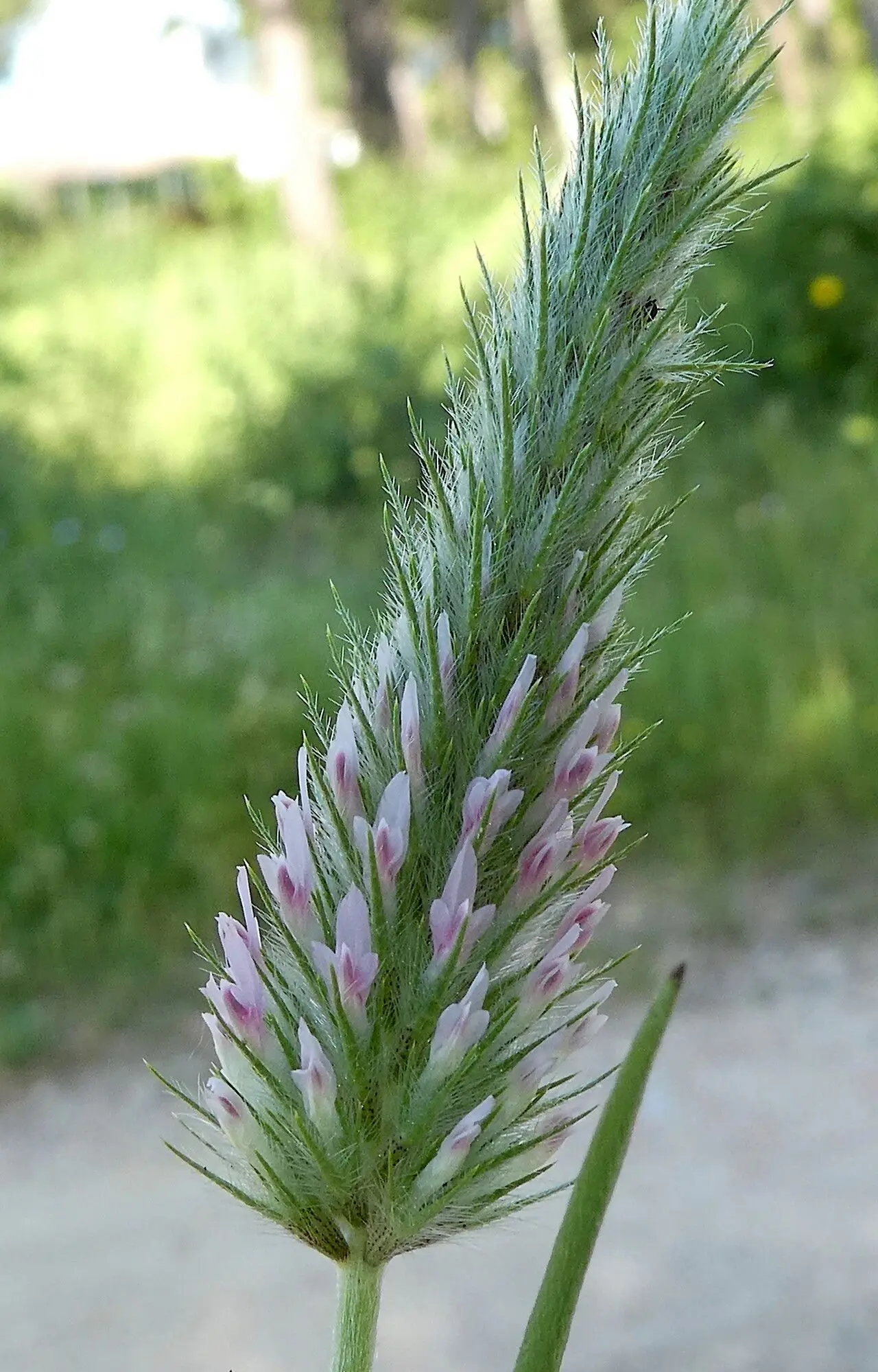 Planta de Trébol | Trifolium angustifolium