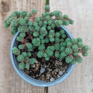 Planta de Uña de gato | Sedum hispanicum