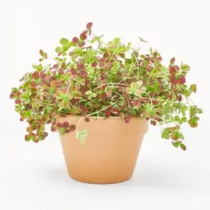 Planta de Trébol de vaca | Anthyllis tetraphylla