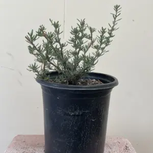 Planta de Trigo sarraceno | Fagopyrum esculentum