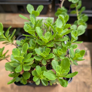 Planta de Uña de gato | Sedum hybridum