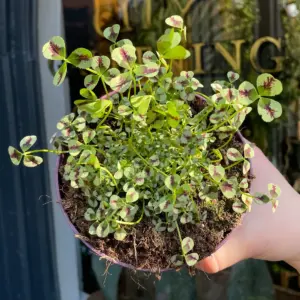 Planta de Trébol basto | Trifolium squarrosum