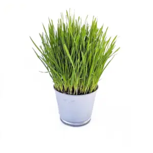 Planta de Trigo | Triticum aestivum